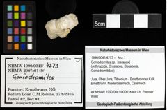 Foto (Objekt + Etiketten) von Goniodromites sp. 